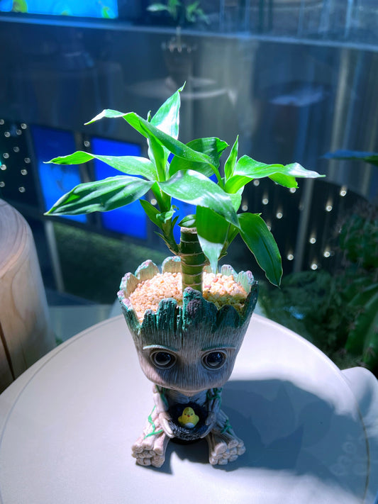 Lucky Bamboo in Groot Pot