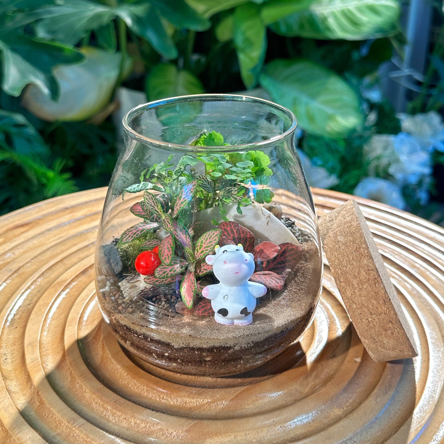 Fittonia in Glass Jar Terrarium with Cork