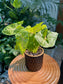 Syngonium in Black Designer Pot