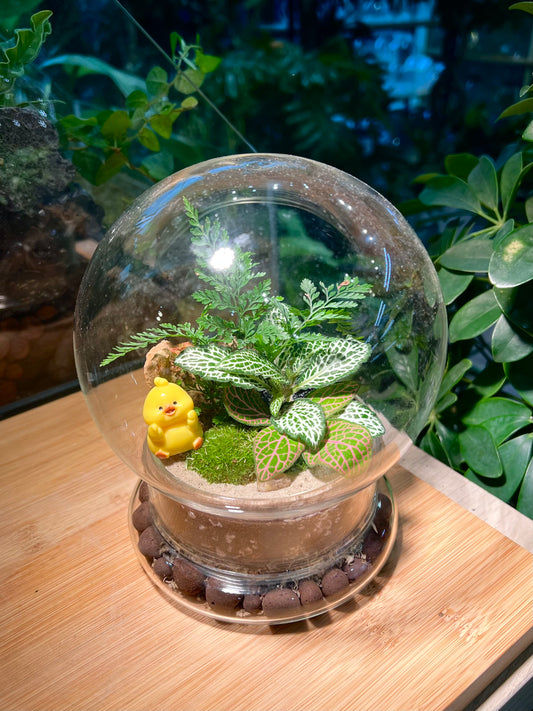 Fittonia & Fern with Moss Arrangement in Clear Dome Glass Terrarium