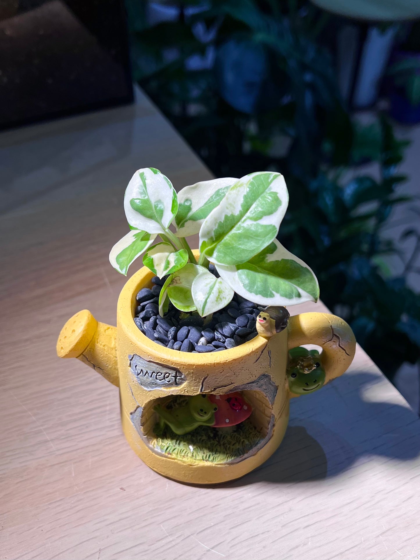 Pothos Njoy (绿萝) in Watering Plant Pot
