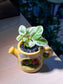 Pothos Njoy (绿萝) in Watering Plant Pot