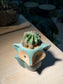 Echinopsis Cactus in Fox Pot
