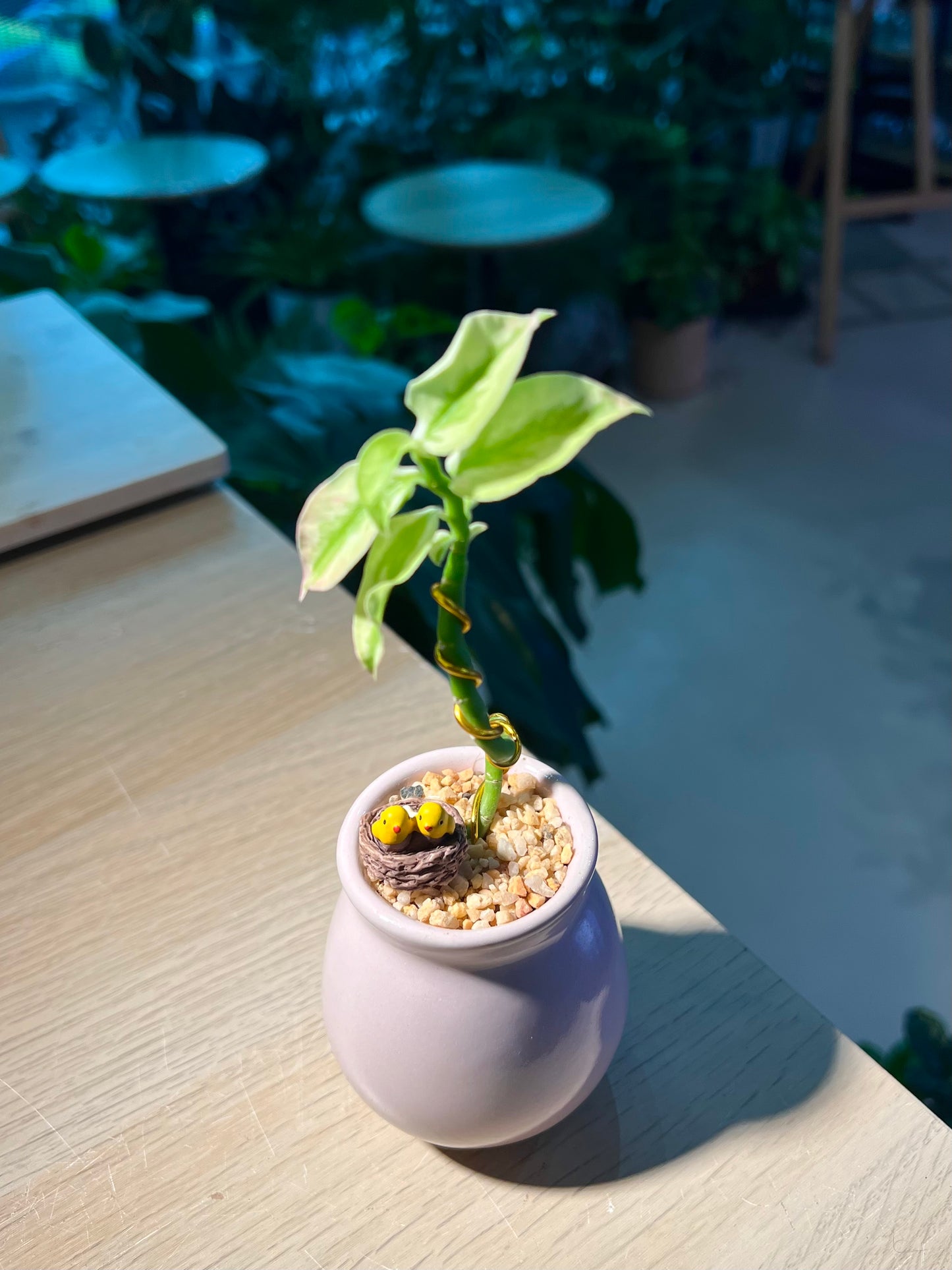 Euphorbia Tithymaloides in Pinkish Ceramic Pot