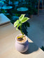 Euphorbia Tithymaloides in Pinkish Ceramic Pot
