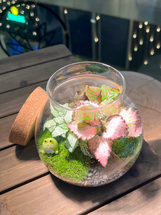 Fittonia with Moss Arrangement in Round Covered Glass (M)