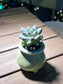 Pachyphytum in Lime Green Glazed Ceramic Pot