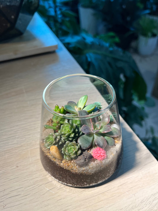 Succulent Arrangement in Fuji Glass Terrarium