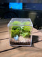 Fern with Moss Arrangement in Arcylic Box Terrarium