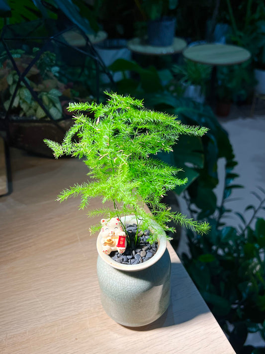 Asparagus Fern in Tall Ceramic Pot