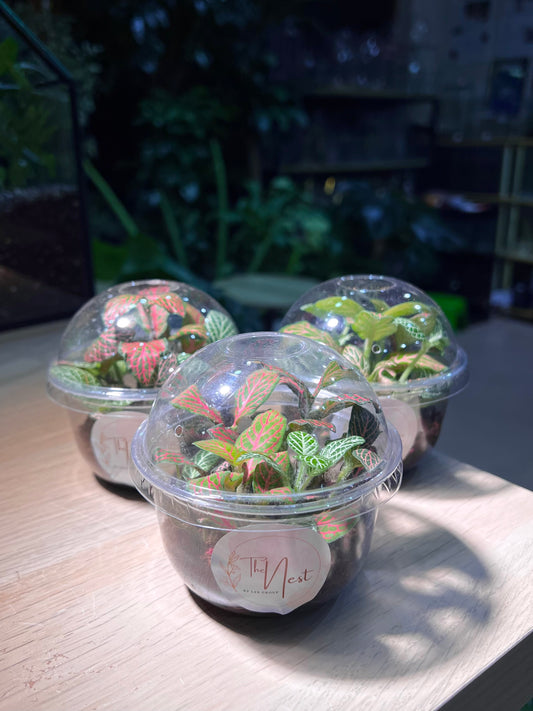 Cupcake Pot - Fittonia