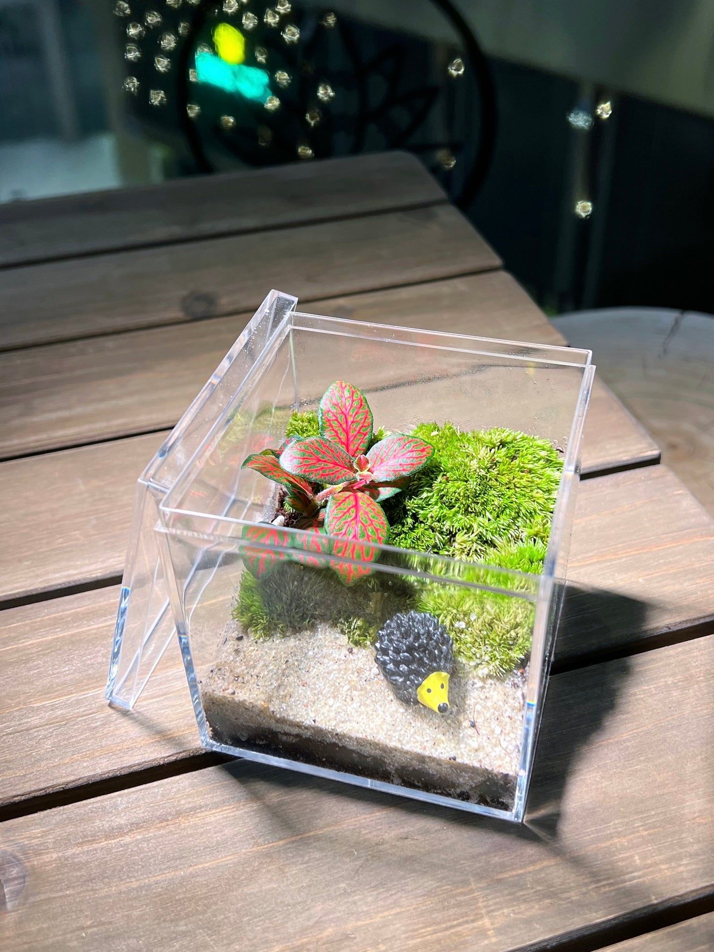 Fittonia with Moss Arrangement in Arcylic Box Terrarium