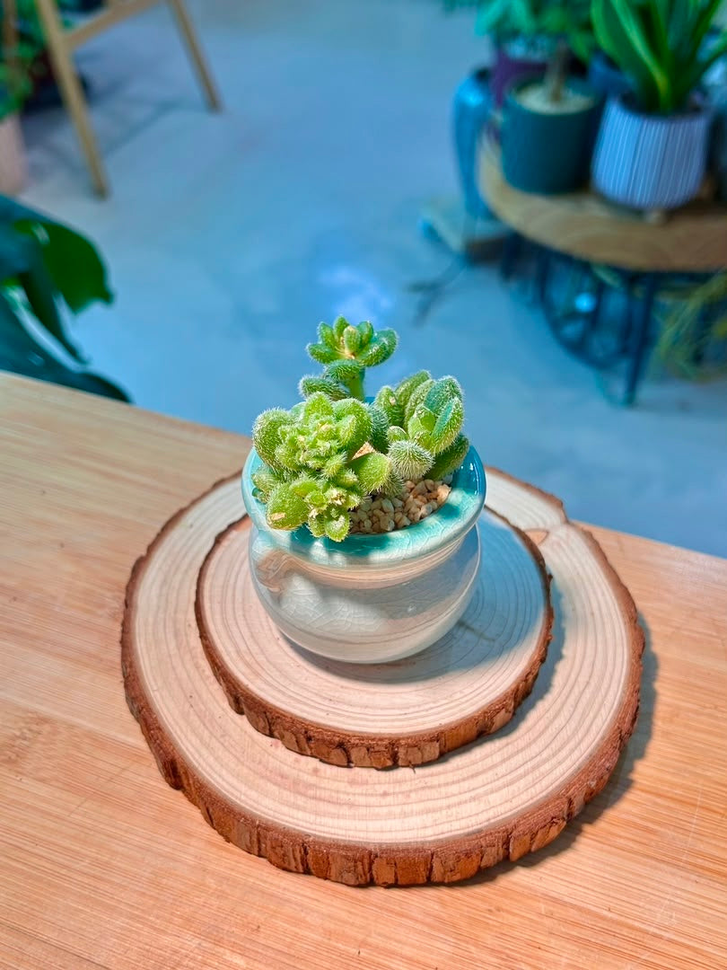 Multi Headed Sedum Hintonii Succulents (信东尼) in Glazed Ceramic Pot