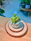 Multi Headed Sedum Hintonii Succulents (信东尼) in Glazed Ceramic Pot