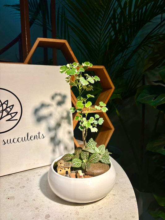 Fittonia & Polyscias Guifoylei Arrangement in White Pot 🤍
