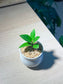 Zz Plant (金钱树) in Belly Pot