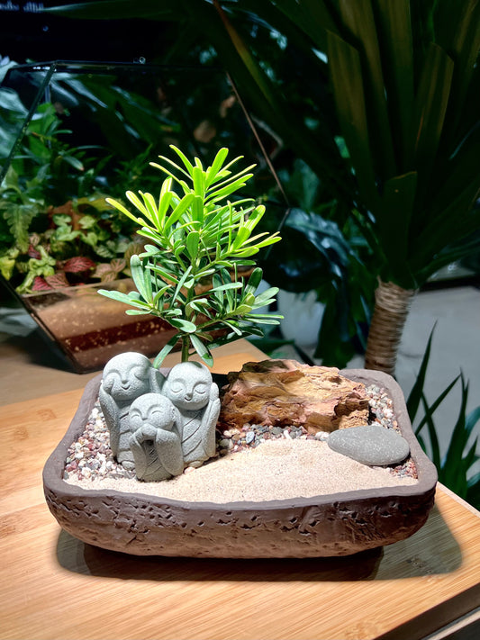 Podocarpus Macrophyllus with Buddha Figurine in Zen Concrete Pot