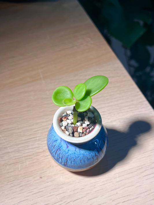 Peperomia in Bicolor Ceramic Pot