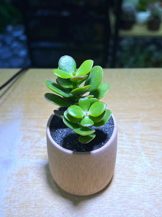 Jade Plant in Bamboo Pot
