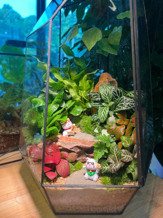 Fittonia & Fern with Moss Arrangement in Black Polygonal Tall Glass with Lid (L)