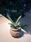 Gasteria Little Warty in Stamped Ceramic Pot