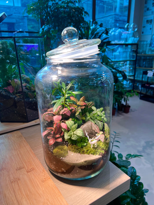 Fittonia and Fern with Moss Arrangement in Terrarium Jar (5L)