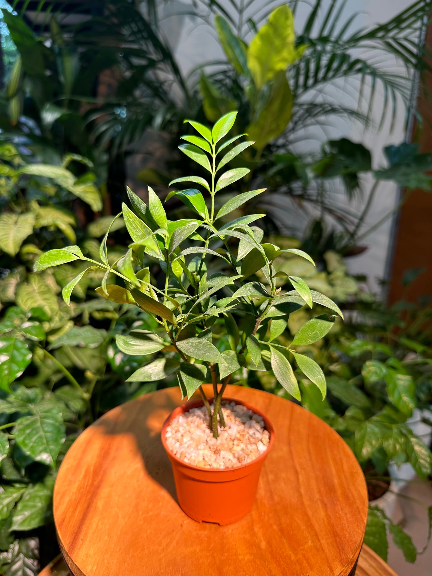 Podocarpus Nagi in Plastic Pot