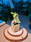 Bird Flower (小鸟花) Euphorbia Tithymaloides in Textured Matte Ceramic Pot