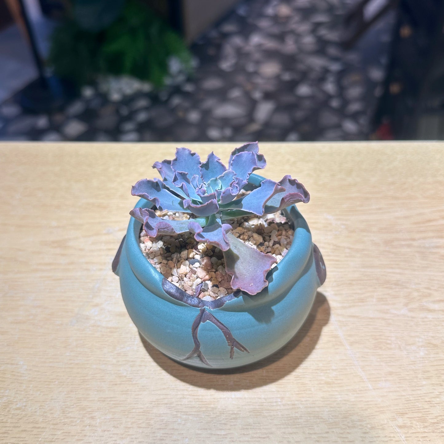 Echeveria Blue Waves in Matt Creamic Pot