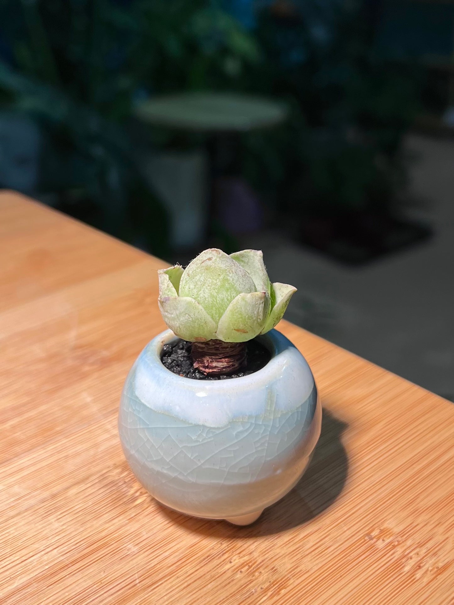Mountain Rose in Sky Blue Ceramic Pot