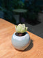 Mountain Rose in Sky Blue Ceramic Pot
