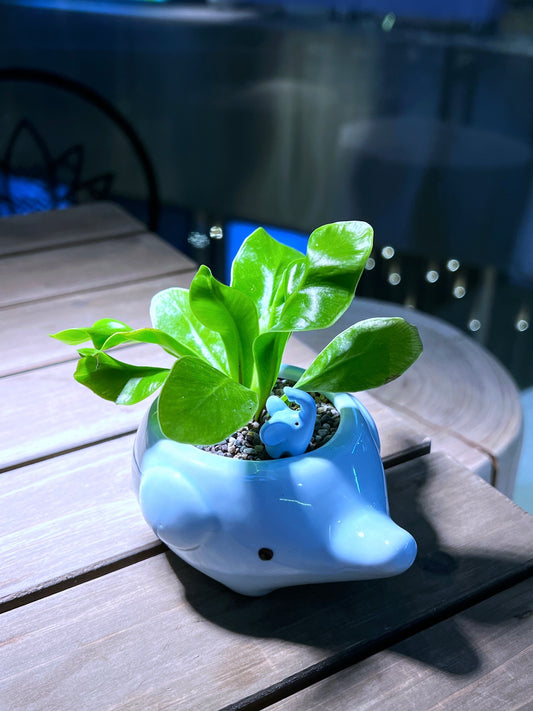 Bird’s Nest Fern in Sky Blue Elephant Pot