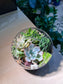 Succulent Arrangement in Round Glass Terrarium (L)