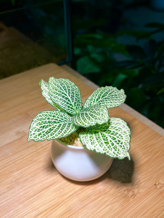 Fittonia in Small Belly Ceramic Pot
