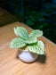 Fittonia in Small Belly Ceramic Pot