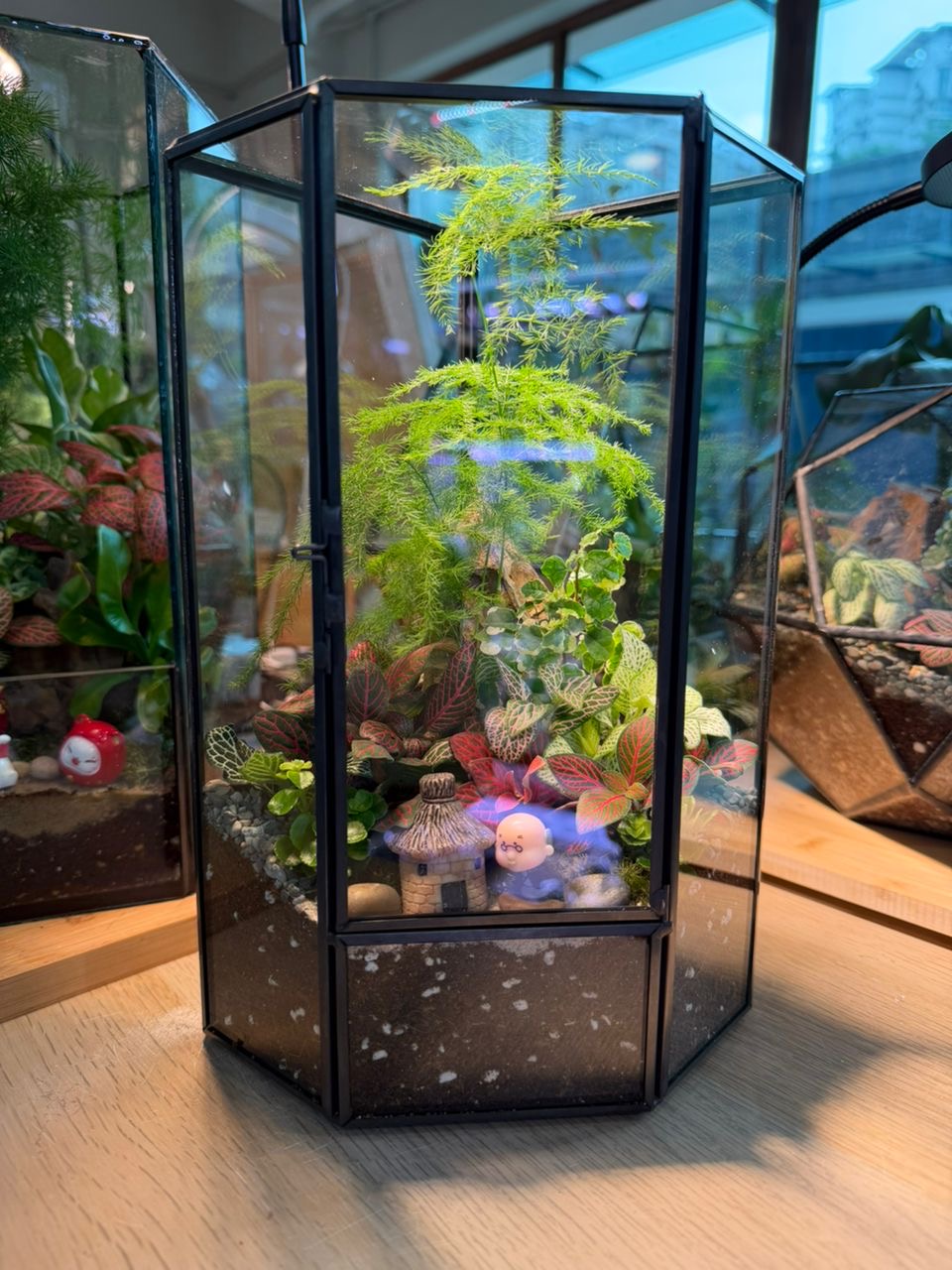 Fittonia, Asparagus Fern with Moss (Indoor Plant) Arrangement in Pentagonal Prism Glass Terrarium