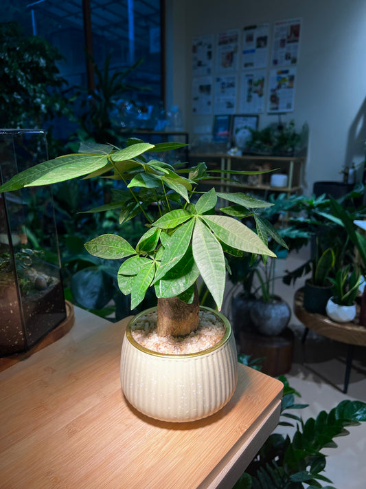 Pachira (εθ΄’ζ ) Money Tree in Light Yellow Ceramic Pot