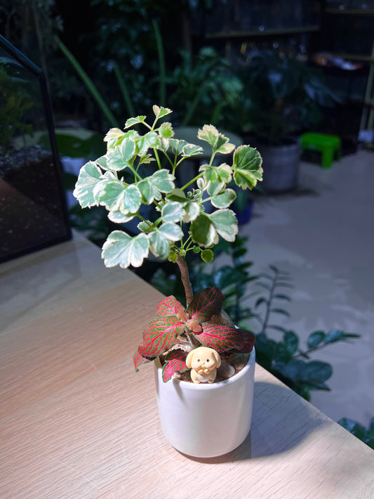 Fittonia and Variagated Polyscias Arrangement in Tall Cylindrical Pot