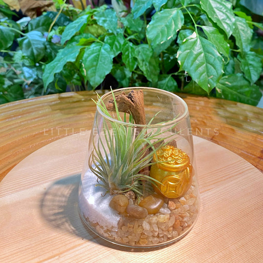 Airplant in Fuji Glass Terrarium