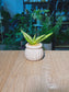 Snake Plant (虎尾兰) Sansevieria Dracaena in White Glazed Ceramic Pot