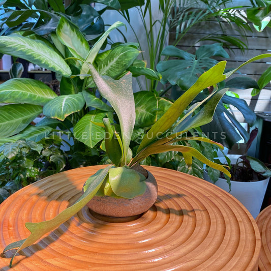 Staghorn Fern in Round Faux Stone Pot