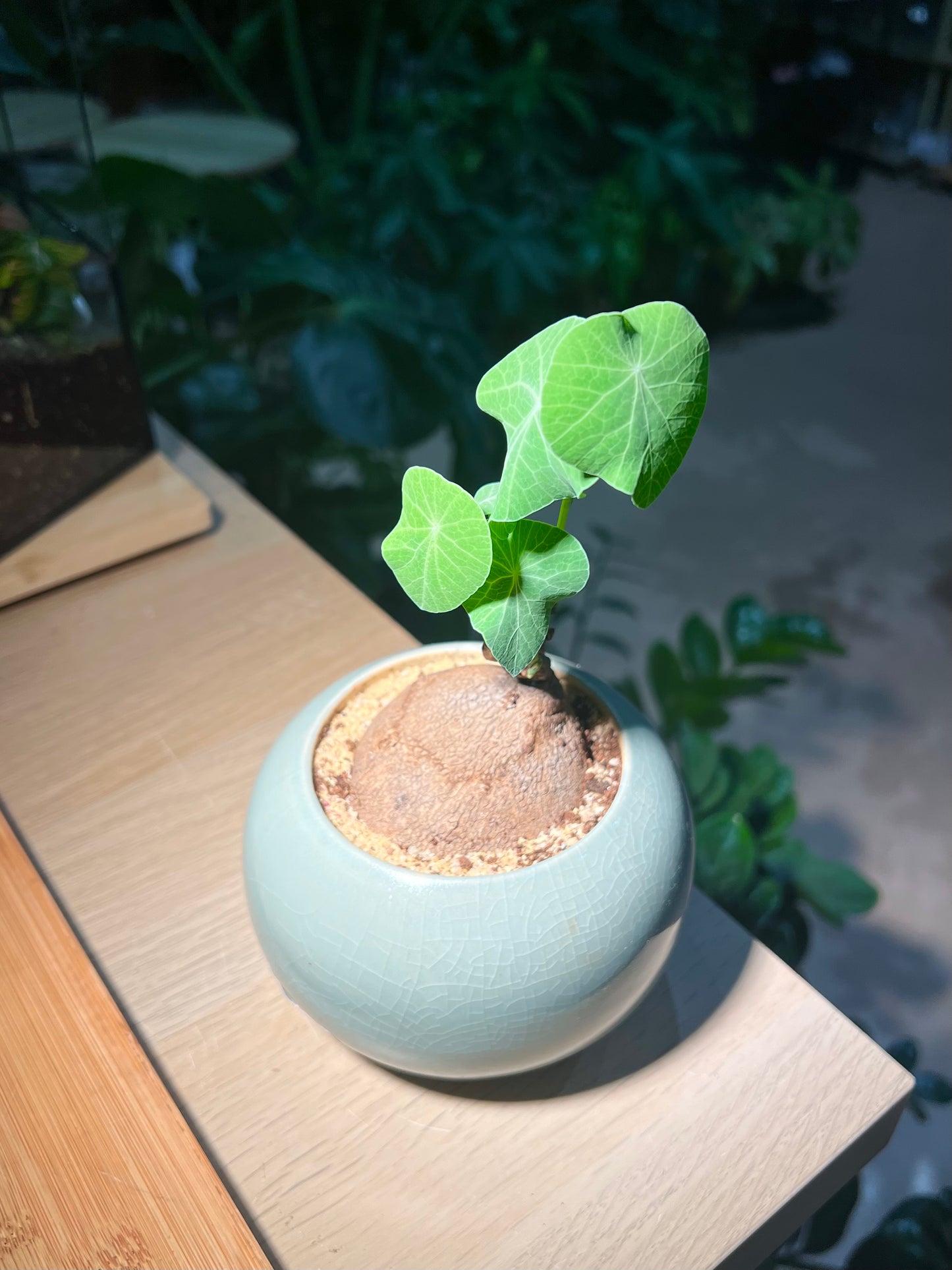 Stephania (山乌龟) in Sky Blue Ceramic Pot