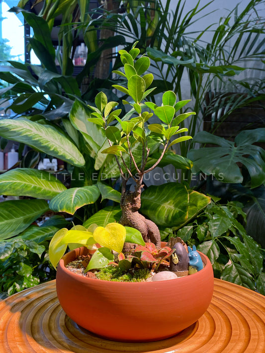 Fittonia, Fern and Ficus Ginseng with Moss Arrangement in Terracotta Ceramic Pot