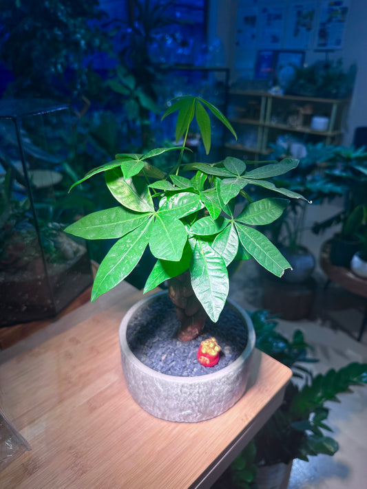 Pachira (εθ΄’ζ ) Money Tree in Stone Designed Ceramic Pot