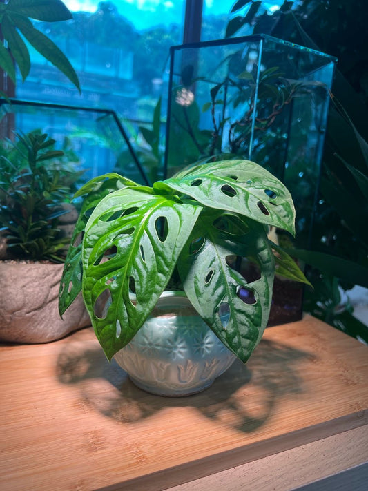 Monstera deliciosa in Ceramic Pot