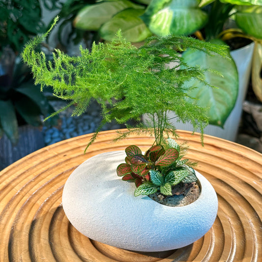 Asparagus Fern Arrangement in White Clay Pot