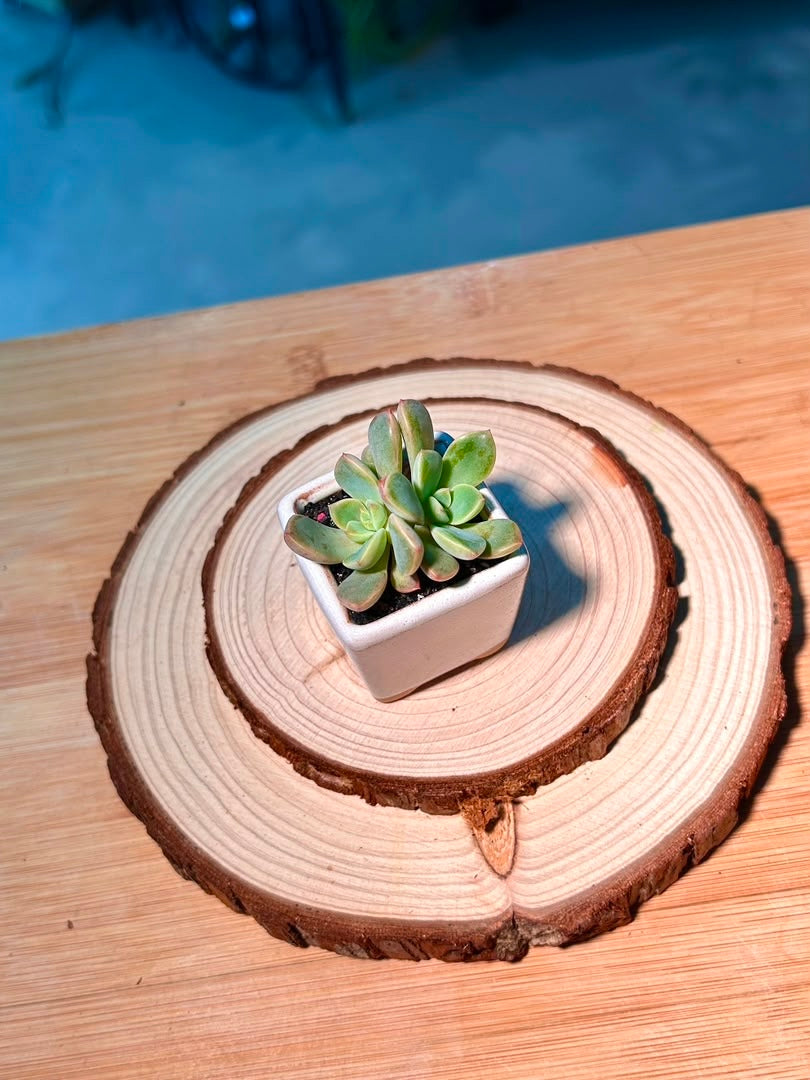 Echeveria (拟石莲花) in White Glazed Ceramic Pot