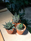 Plastic Pot Succulent - Haworthia (3pcs/set)