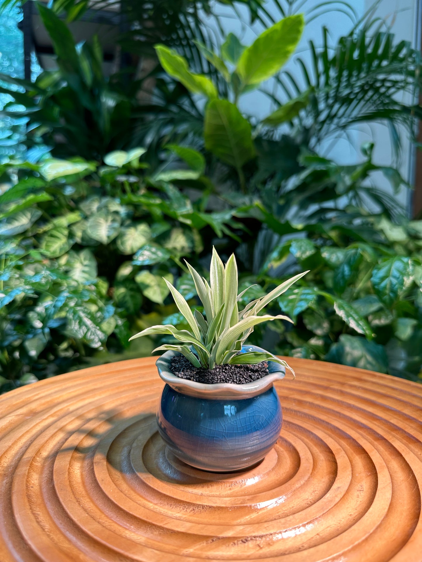 blue spider plant Chlorophytum Comosun in Blue Designer Pot aka Spider Plant