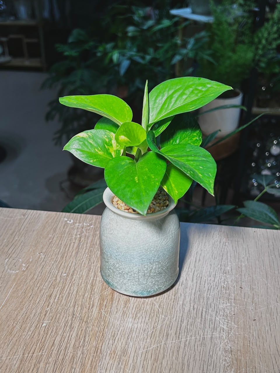 Golden Pothos (黄金葛) Epipremnum Aureum in Green Crackle Glazed Ceramic Pot